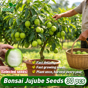[Selected Seeds] 100% Authentic Crispy Green Jujube Seeds for Planting Fruits (30 pcs/pack) Jujube Fruit Seeds Taiwan Green Jujube Fruit Bearing Trees in Pots Dwarf Bonsai Jujube Tree Seeds Indoor Potted Jujube Live Plant Real Giant Jujube Seedlings Seeds