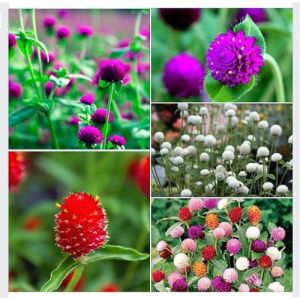 Hạt Giống Hoa Cúc Bách Nhật Nhiều Mầu🌟 Nảy Mầm 90% Gói 100 Hạt
