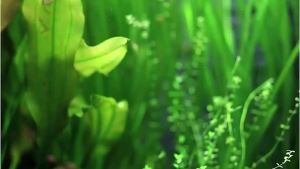 LED Aquarium Light Waterproof Aquatic Plant Light Aquatic Decor Ikan Lampu Akuarium (ECO)