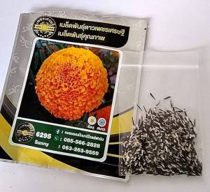 เมล็ดพันธู์ ดาวเรือง ***แบ่งขาย 15 เมล็ด*** ดอกใหญ่ ดอกดกมาก ดอกสีสวย กลมใหญ๋ ต้นสูง 80-120ซม. ดอกใหญ่8-10 ซม. แบ่งใส่ถุงซิบล๊อก มีใ้หเลือก 4 รายการ