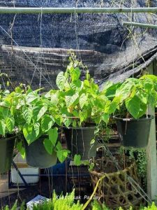 ม่านบาหลี กระถาง 8 นิ้ว (กทม)