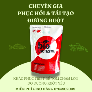 Sản Phẩm Đường Ruột Sản Phẩm Tri Bệnh Phân Trắng Sản Phẩm Xổ Ký Sinh Trùng Men Vi Sinh Đường Ruột Cho Tôm Trống  - BIO LACTIZYME - ĐƯỜNG RUỘT TÔM KHOẺ ĐẸP - Chế Phẩm Sinh Học Nuôi Tôm Cá Ếch Lươn Baba - THUỐC THUỶ SẢN MỸ PHƯƠNG
