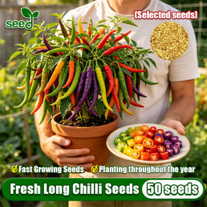 [Selected Seeds 50PCS] Long Chilli Seeds - High Yielding Red Hot Pepper Seeds for Planting Vegetables Organic Vegetables Seeds Long Sili Vegetable Plants Seeds Chili Plant Vegetable Plants Veggies Seedlings Pepper Live Plants for Sale Bonsai Seeds