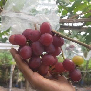 Termurah Bibit anggur import Ninel