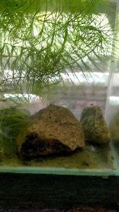 combo 3 color shrimp 1 pcs blue diamond + 1orange orange +1 red cheeey + 1 glass aquarium + hornswort plant+ natural river stone +ready tobuse water for rm 48