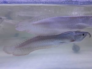 7+/-inch & 9inch+/- Silver Arowana 银龙鱼