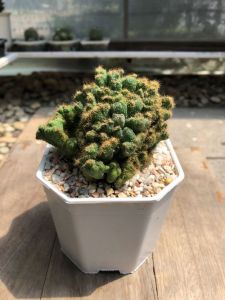 หยกเศรษฐี (Euphorbia Lactea Cristata)  ชื่อไม้มงคล นิยมสะสมเพื่อนำพาซึ่งโชคลาภ กว้าง 5-7 cm อายุ 1-2 ปี