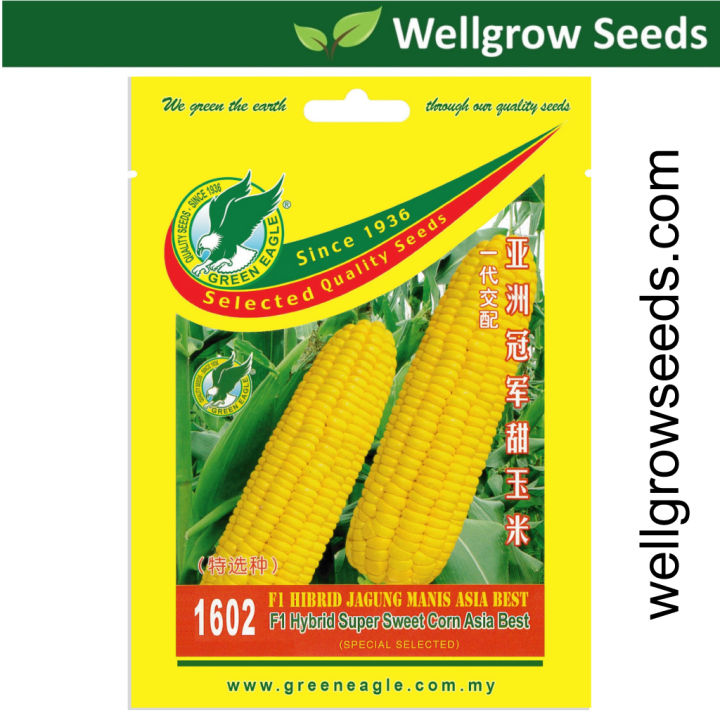 Green Eagle : Corn Sweet Super Asia Best F1 5 gm 亚洲冠军甜玉米 GE1602 Biji ...