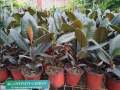 Rubber Tree " Ficus Elastica Burgundy " With FREE Plastic Pot and Garden Soil  (  Real and Lowest Price ) AGs Infinity Shop Limited Stock Only. 