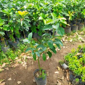 Bibit Alpukat Markus Super Jumbo 1 Meter up