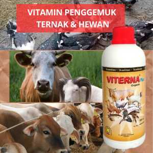 Vitamin Penggemuk Ayam Potong kampung Bebek Entok Angsa penggemuk Sapi kerbau kambing Domba Babi