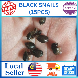 Black Snails (15pcs)
