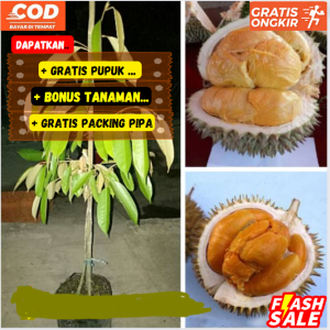 Bibit Pohon Durian Duri Hitam ( Oche ) Super Unggulan Cepat Berbuah ASLI