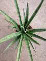 Sansevieria Silver Nymph with FREE plastic pot, pebbles and garden soil (Rare Indoor Plant and 4 Stocks Only). 