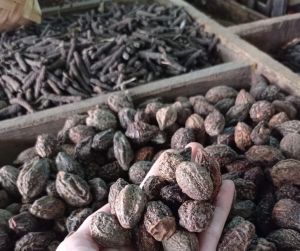 [ORIGINAL] MURAH BIJI JOKELING KERING 1KG
