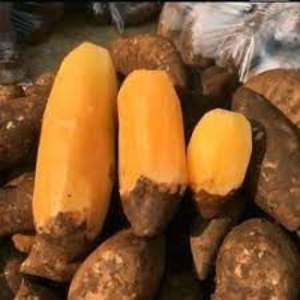 Umbi Yacon Fresh Asli Wonosbo Kualitas Super