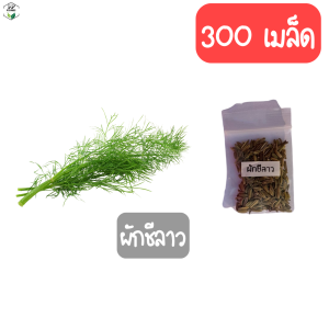 เมล็ดผักสลัด กรีนโอ๊ค เรดโอ๊ค คอส สลัดแก้ว เคล ผักชี พริก กระเพรา มะเขือเทศ แตงกวา 3000 เมล็ด อัตราการงอกสูง