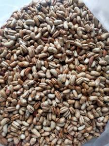 200 gram hạt giống cây chà là cảnh chà là công trình