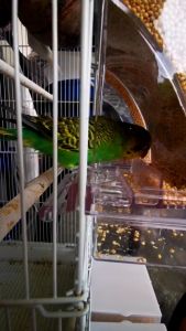PETCARESMY Seed Container Food Feeder for Cage No Mess Bird Feeder Automatic Parrot Feeder Cage Accessories Clear Parakeet