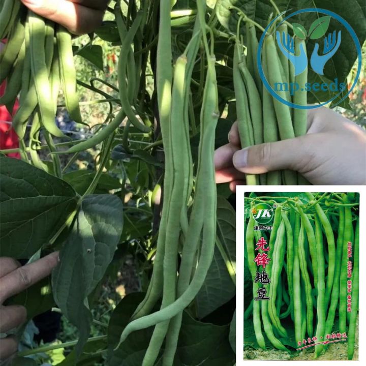 [Buy three Get Ten] Seeds, string beans, string beans, string beans ...