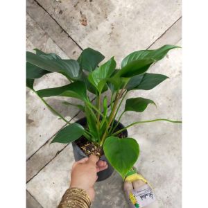 Cây thanh tâm giúp cải thiện tinh thần và thu hút tài lộc Minh Hân Garden