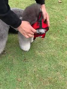 [SG] Soft Breathable Air Nylon Mesh Puppy Dog  Cat Harness and Leash Set