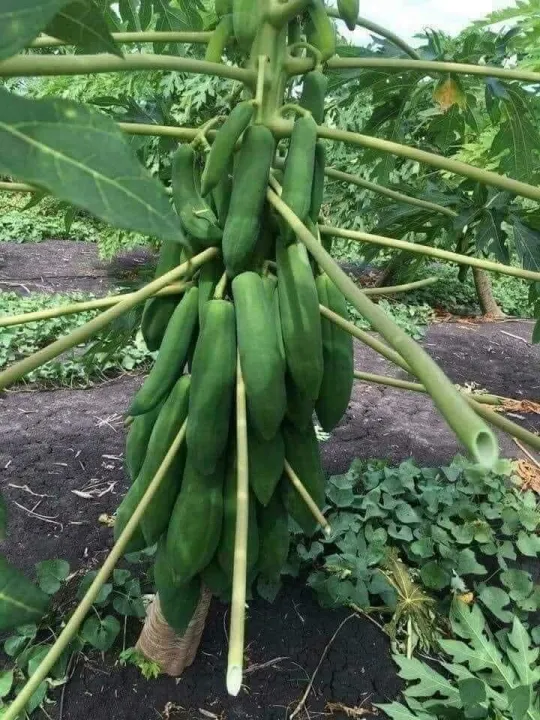 H%E1%BA%A1t%20gi%E1%BB%91ng%20%C4%91u%20%C4%91%E1%BB%A7%20l%C3%B9n%20Phuket%20si%C3%AAu%20ng%E1%BB%8Dt%20Th%C3%A1i%20Lan%20(%205Gram=%20kho%E1%BA%A3ng%20150%20h%E1%BA%A1t)%20-%20Image%206