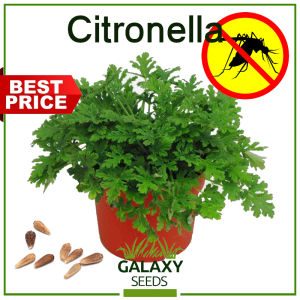 "GalaxySeeds" Value Pack - Citronella Grass Seeds (3 Seed) Natural Mosquito Repellent Plant F1 Eco-Friendly Herb