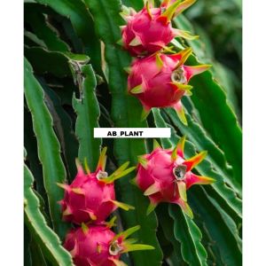 Bibit Buah Naga Merah Super Cepat Berbuah