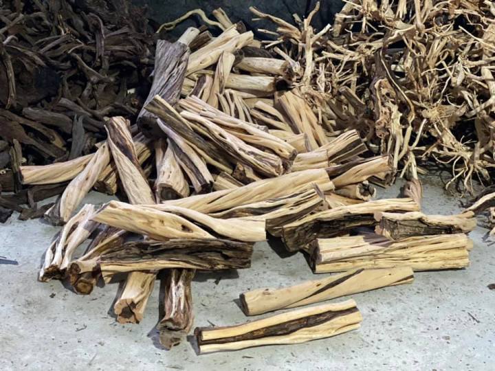 PHÔI LŨA HẢI SA QUỲ LÀM RỪNG SIÊU XOẮN - CHUYÊN SET UP LAYOUT RỪNG BỂ ...