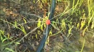Adjustable Dripper (Quality premium) Water Drip Irrigation Watering System Fertigasi