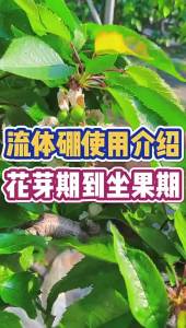 流体硼叶面肥进口硫体硼保花保果液体硼肥果树微量元素水溶肥料