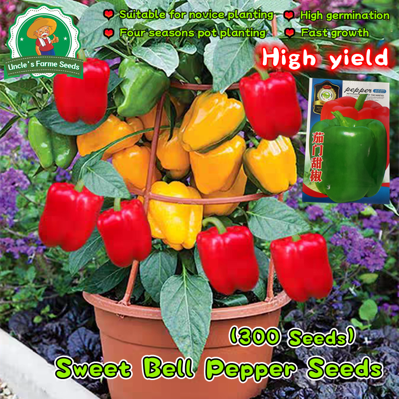 ปลูกง่าย อัตรางอกสูง เมล็ดพริกหวาน เมล็ดพันธุ์ พริกหยวก บรรจุ 300เมล็ด Sweet Bell Pepper Seeds for Planting Organic Vegetable Seeds เมล็ดพริกหยวก ผักออร์แกนิก F1 เมล็ดพันธุ์ผัก บอนไซ พันธุ์ผัก เมล็ดพันธุ์พืช เมล็ดผัก เมล็ดพันธุ์ OP แท้ ผักสวนครัว
