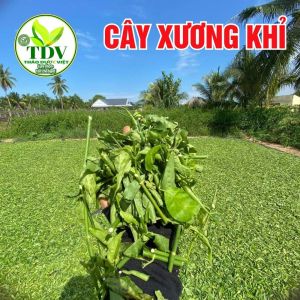 1kg Cây Xương Khỉ (Cây Bìm Bịp) Loại 1 Thảo Dược Việt (Khô Sạch Thơm) -  Men Gan Cao Đau Nhức Xương Khớp