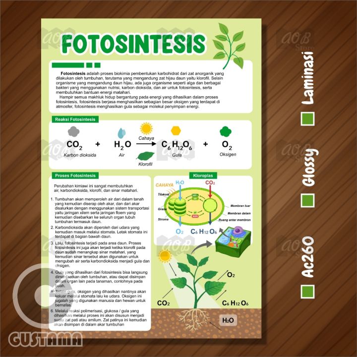Poster Fotosintesis, Poster Edukasi Anak Laminasi A3