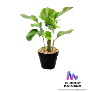 Calathea Lutea (Pisang Calathea): Tanaman Hias Tropis yang Elegan