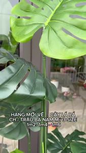 CÂY LÁ RÁCH MONSTERA / CÂY TRẦU BÀ NAM MỸ 3 SIZE 12M-14M-16M