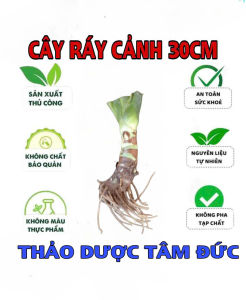 củ ráy voi cao 30cm trồng cảnh