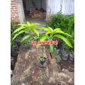 Bibit mangga gadung 1 meter up Batang besar. 