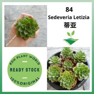 KDH Import Live Plant Succulent Pokok Hidup Cacti Kaktus Sukulen [Sedeveria Letizia]