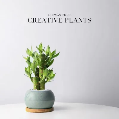 Money Tree Potted Plant Desktop Lucky Bamboo Indoor Flower Office Plant Wealth-Attracting Four Seasons Wenchang Bamboo Living Room Green Plant