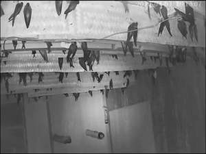 BESEK BAMBU 15x100 SIRIP WALET WALLET 15CM x 1 METER Isi 8 Lembar