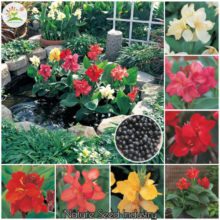 [Fast Germination] Canna Seeds (10 seeds/bag, Mix Color)丨美人蕉种子丨Flower