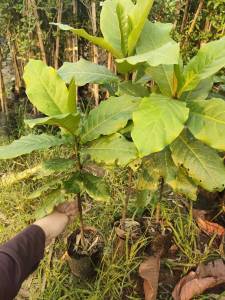 ต้นใบหูกวาง เพาะเมล็ด พร้อมปลูก