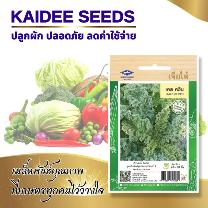 เมล็ดคะน้าใบหยิก เคล ควีน เจียไต๋ Blue Kale อุดมวิตามิน