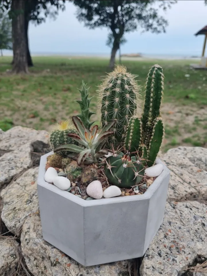 HANDMADE WHITE GREY HEXAGON ROUND CEMENT POT PASU CACTUS SUCCULENT SOIL  FLOWER POKOK BUNGA KAKTUS SUKULEN | Lazada
