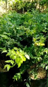 Bibit Anggur Pohon Anggur Brazil Sabara