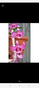 Combo 3  Cây giống hoa lan giả hạc Hồng Ngọc Thiên Sứ