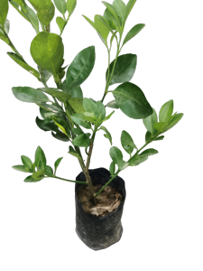 Anak Pokok Limau Kasturi / Calamansi Lime Tree [Real Plant / Live Plant / Pokok Hidup]