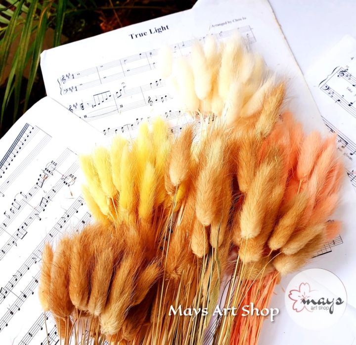 Dried Flower Bunny Tail - Preserved Lagurus Bunny Tails Bunga Kering Asli Import - Impor Flowers Lugurus Per Ikat Pack Panjang 30-50 cm 25 / 30 pcs - Dekorasi Buket Bouquet Bucket Florist Mahar Foto Rangkai Bunga Decoration Wedding